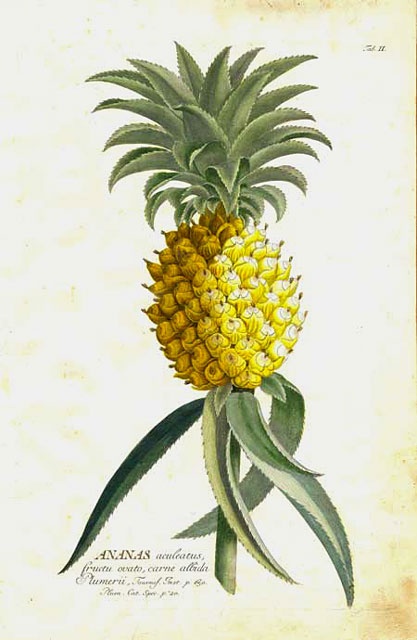 This plate is from Christopher Jacob Trew’s Plantae Selectae (Nuremberg, 1750–73), which was illustrated by Georg Dionysius Ehret. (tinypineapple.com)